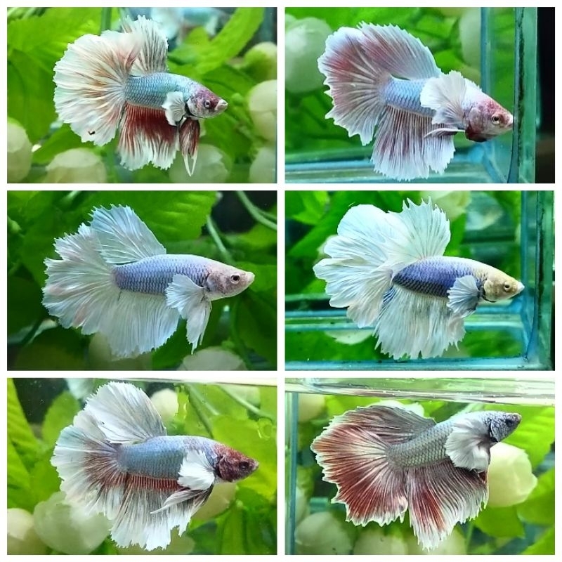 IK4N CUPANG HALFMOON LINE DUMBO EAR RANDOM