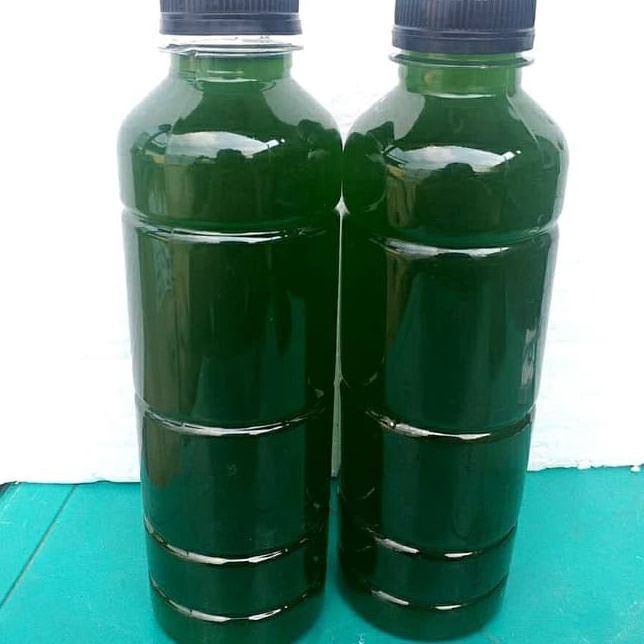 Terbaik  Chlorella  Phytoplankton  Green Water Chlorella