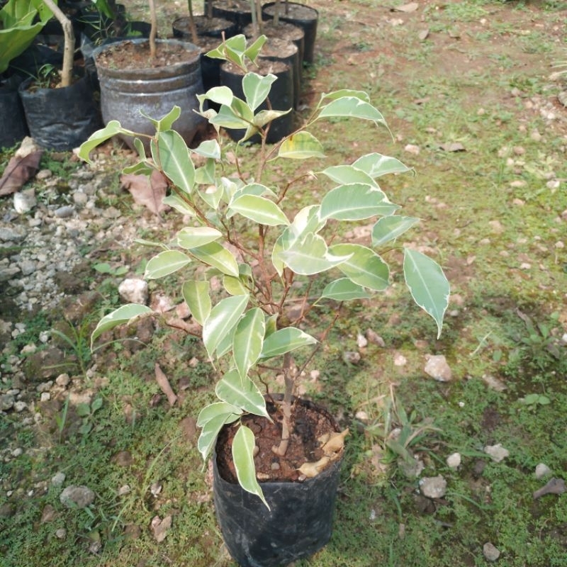 Ficus benjamina variegata / beringin putih varigata bahan bonsai