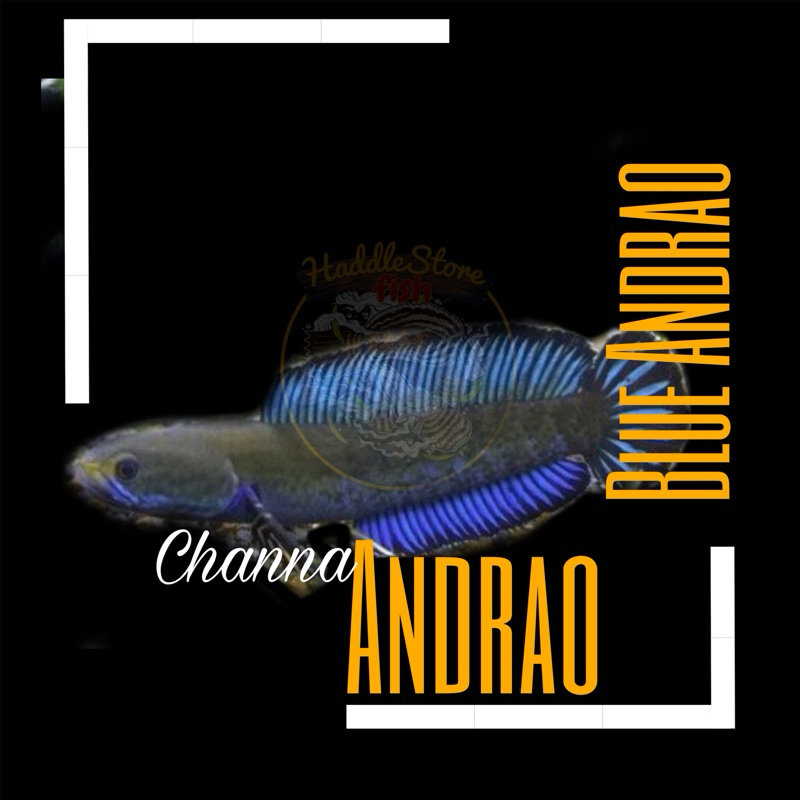 Andrao kualitas gondrong sortiran