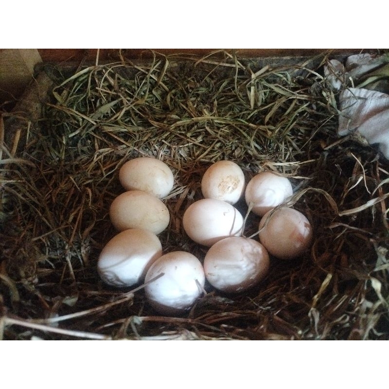 

Telur fertil Ayam Bangkok untuk di tetaskan