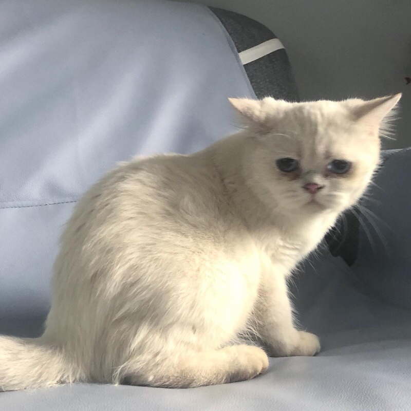 kucing bsh british short hair jantan silver bapak ibu impor