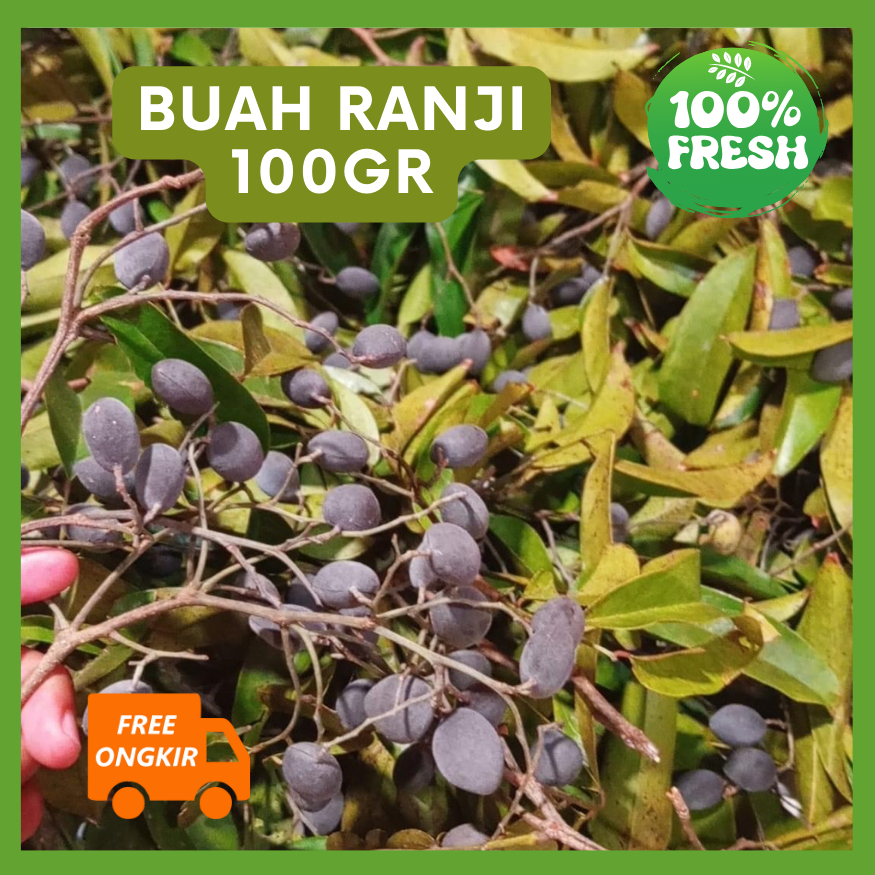 

Buah Keranji Asam Ranji Kranji untuk Obat 100 gram