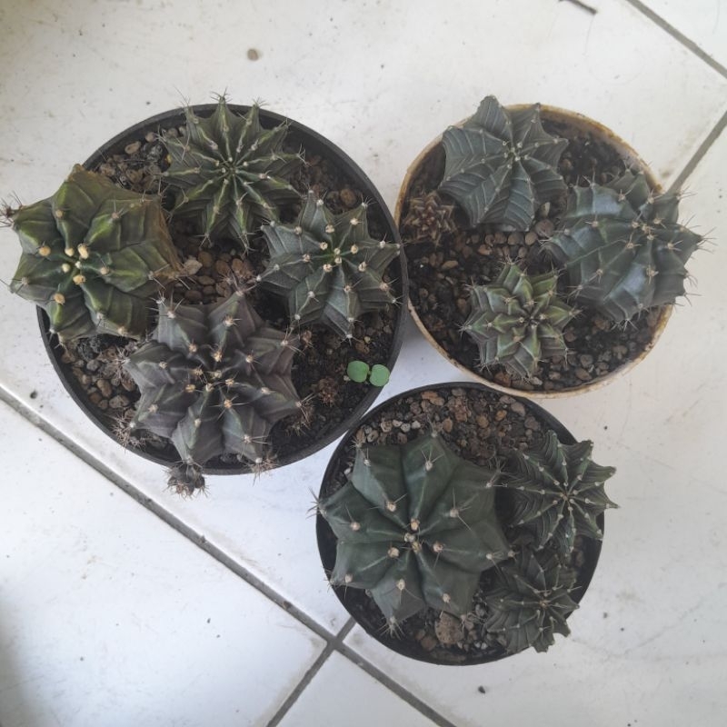 Gymno Hybrid dari biji