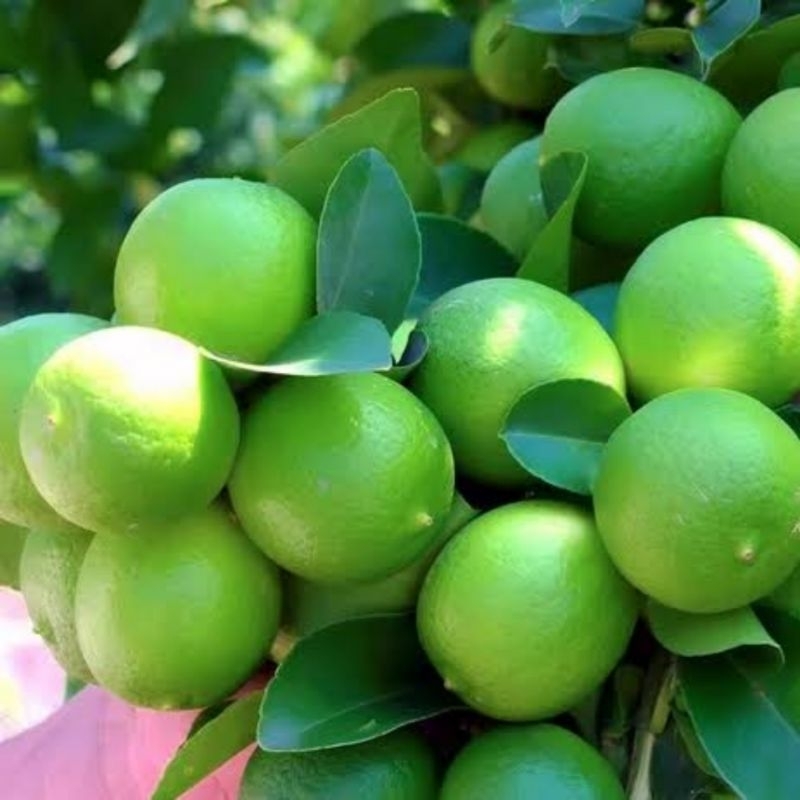 Bibit jeruk nipis kondisi sudah berbuah