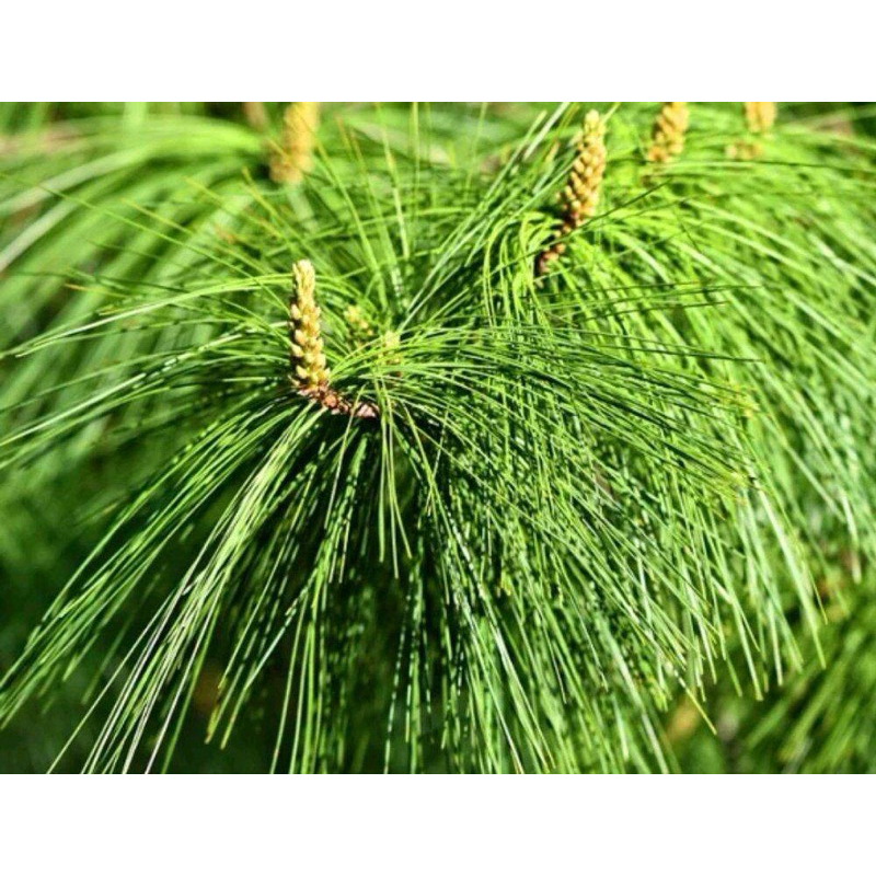 

Daun pinus segar bahan baku pembuatan soda alami 100% segar dan alami