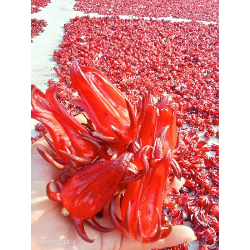 

Rosela Kering Bunga Rosela Merah Kering