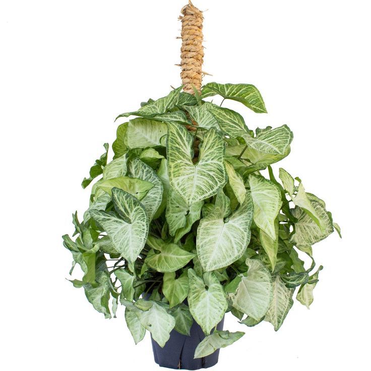 Bibit Tanaman Hias Keladi Tikus Asli