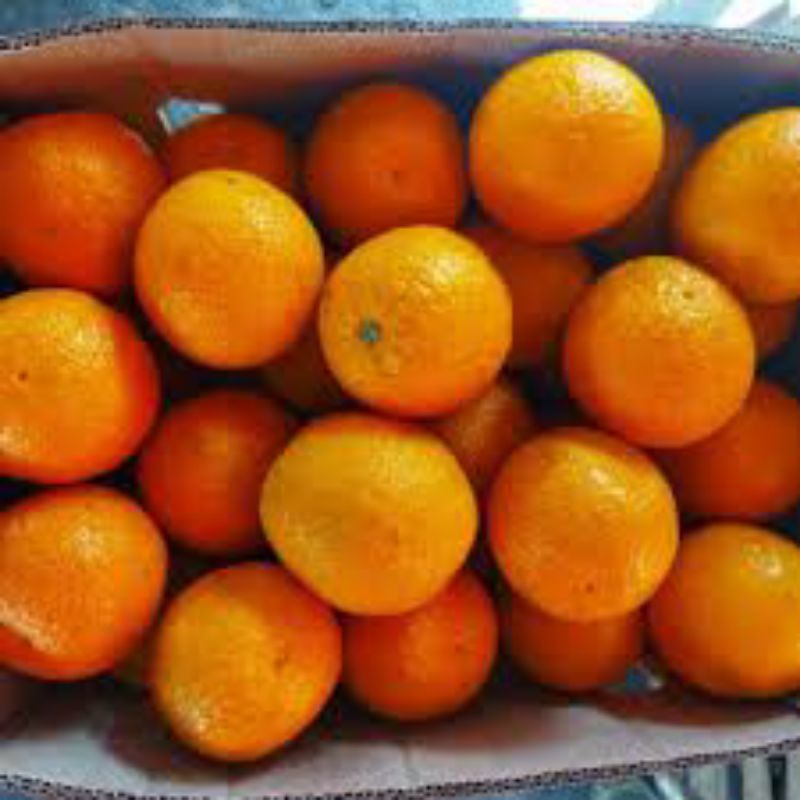 

jeruk Sunkist 1kg