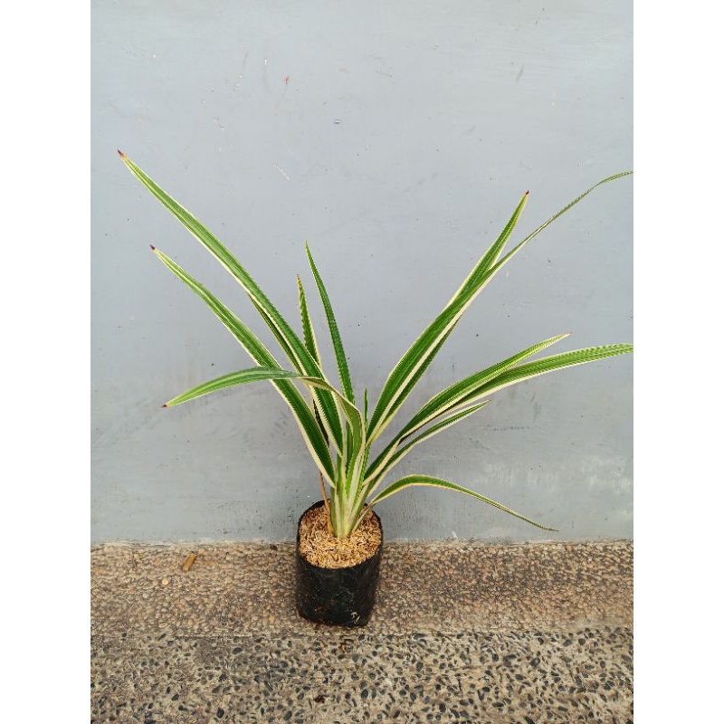 Tanaman Hias Pandanus Varigata | Pandan Putih