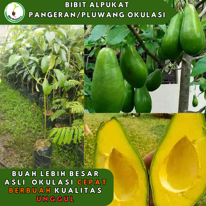Bibit Alpukat Pangeran / Alpukat Pluwang Okulasi