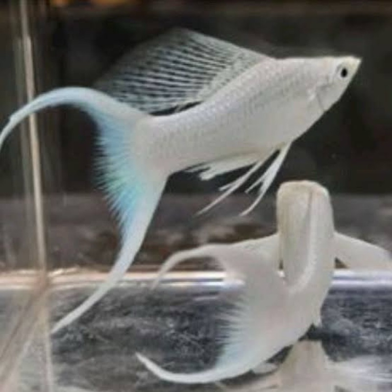 ikan Molly indukan