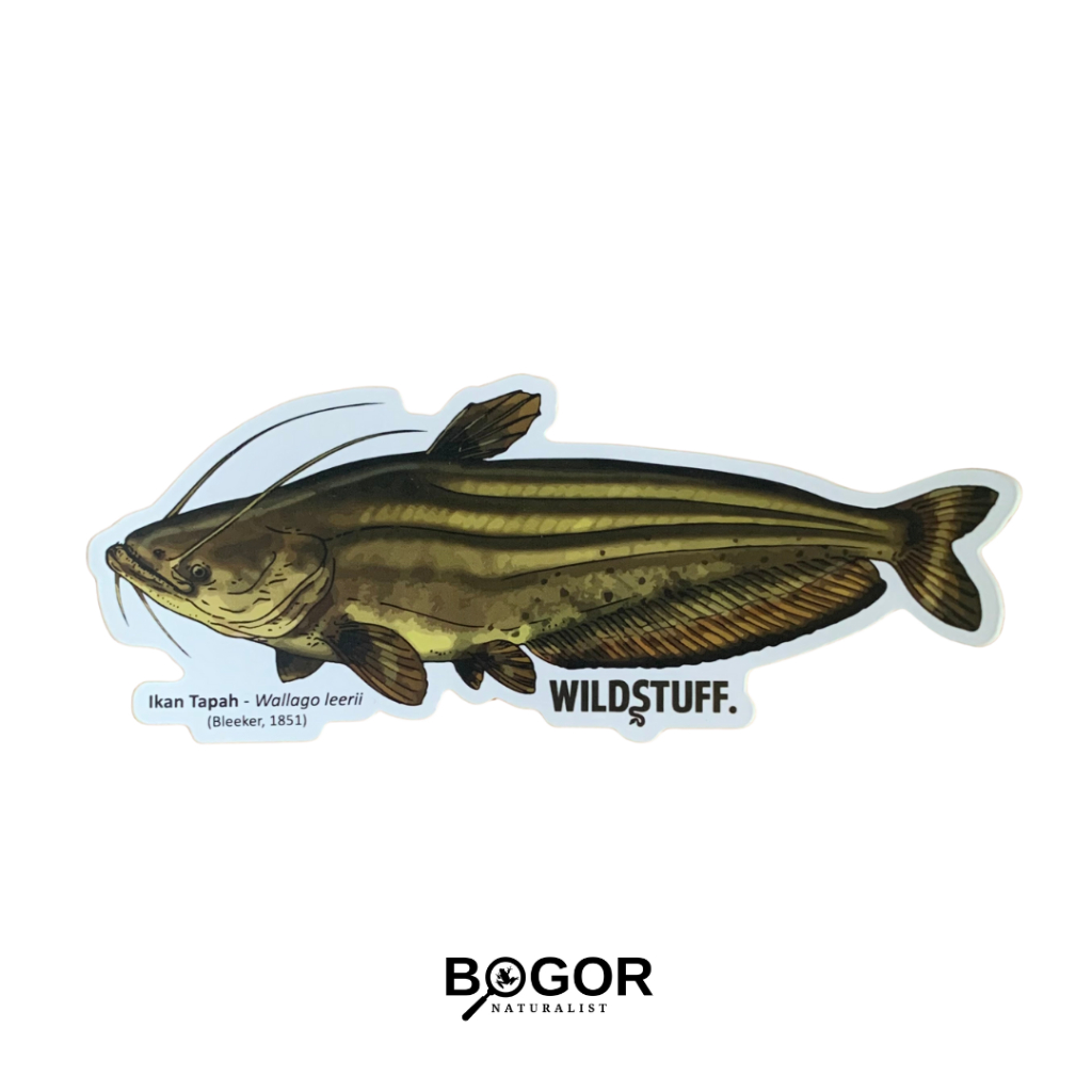 

Sticker Wildstuff Ikan Tapah