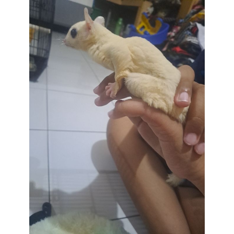 SG (sugarglider) joey leucistic