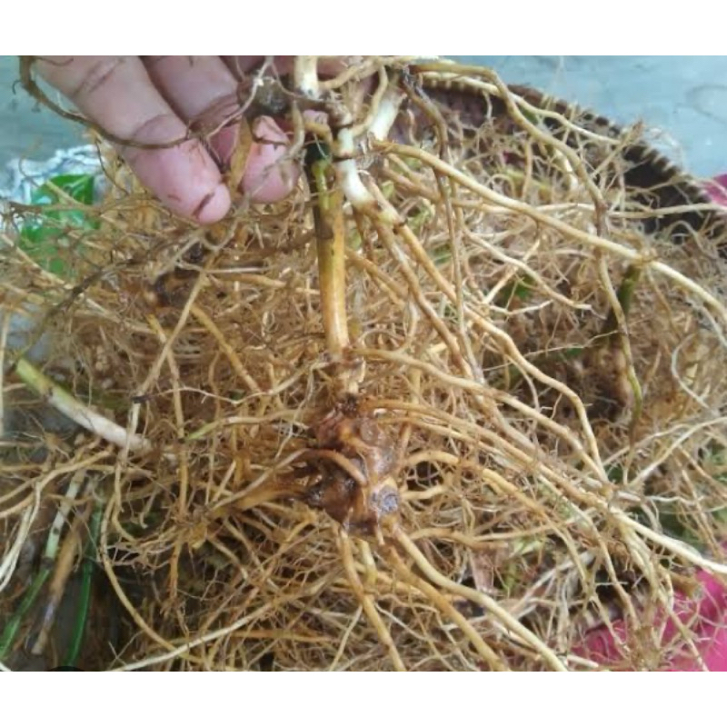 

Akar karas tulang segar 400 gram-az