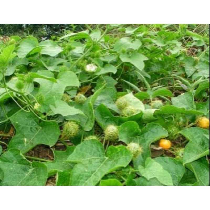 

Daun rambusa daun cermot daun permot segar 250 gram-az