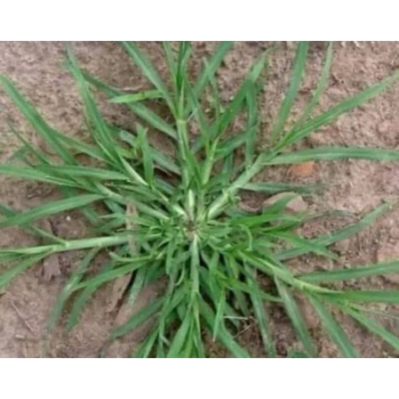 

Daun belulang segar daun jampang segar 250 gram-az