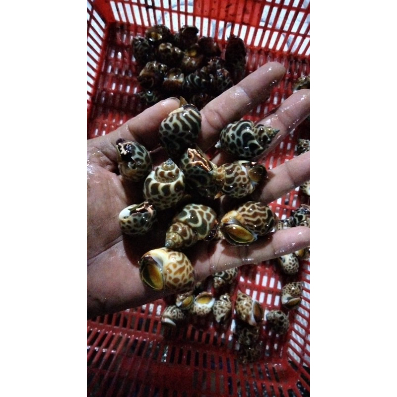 Keong Macan live hidup 1kg