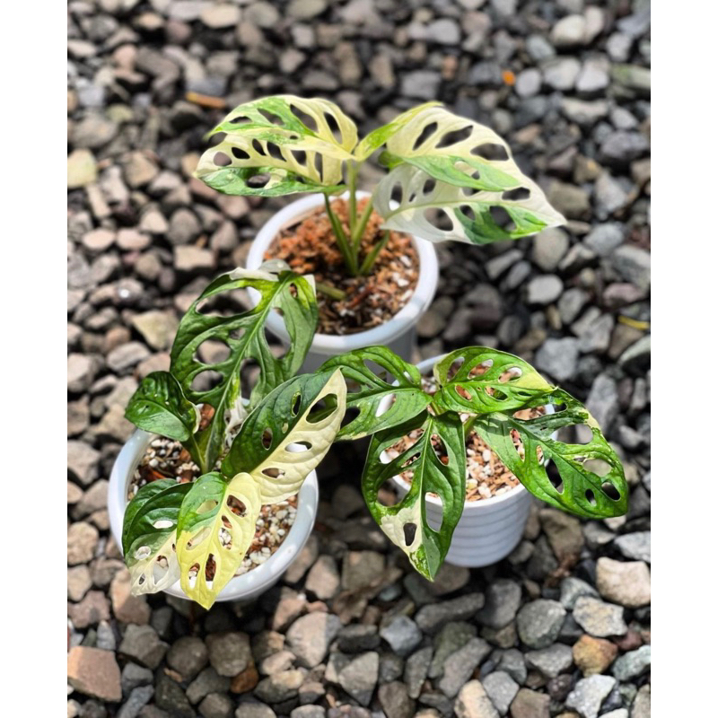 Harga adansonii variegata Terbaru Jul 2025 | BigGo Indonesia