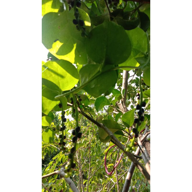 

Buah Angkung Segar 100 biji