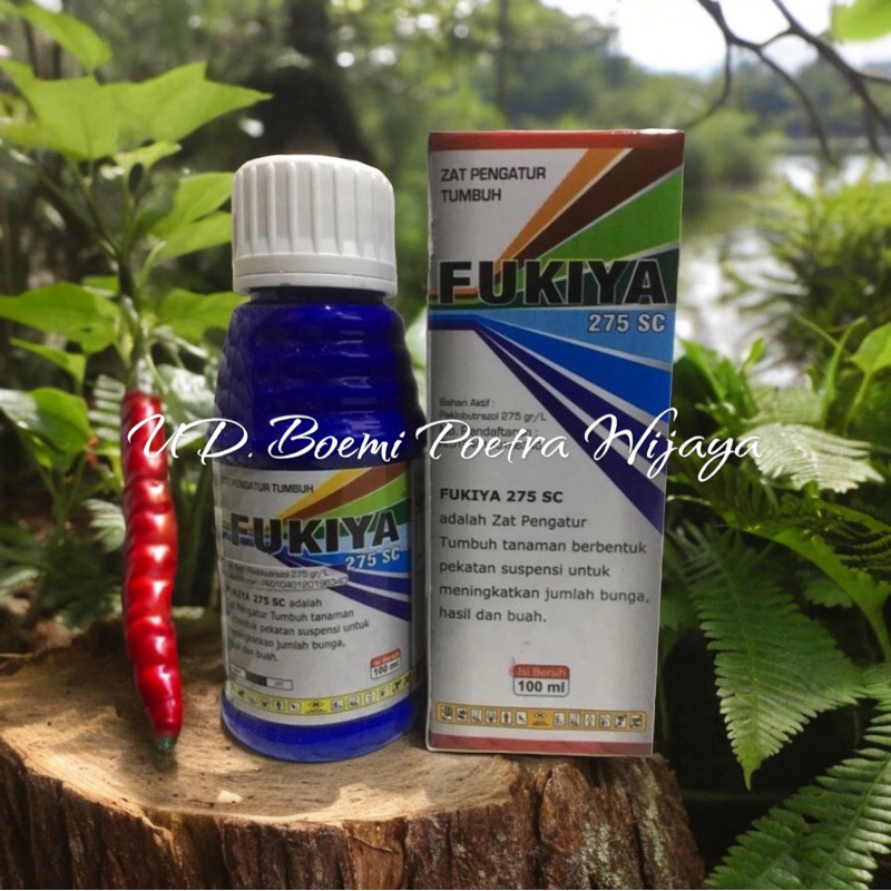 FUKIYA BOSTER BUNGA CABAI
