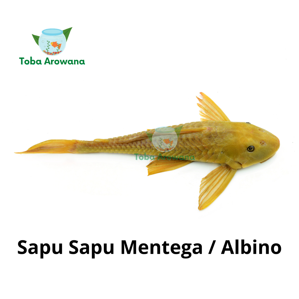 Ikan Pembersih Aquarium Kaca Albino Mentega Atau Hitam Aquascape