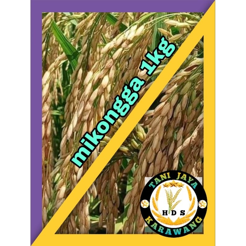 BENIH PADI SUPER UNGGULAN NASI PULEN CI HERANG MIKONGGA 1KG BERKUALITAS