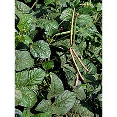 

Daun Kacang Tunggak Tolo 500gr