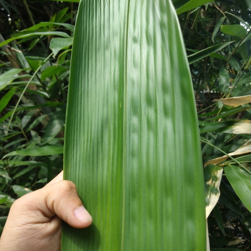 

100 Lembar Daun bambu Segara Bungkus Bacang