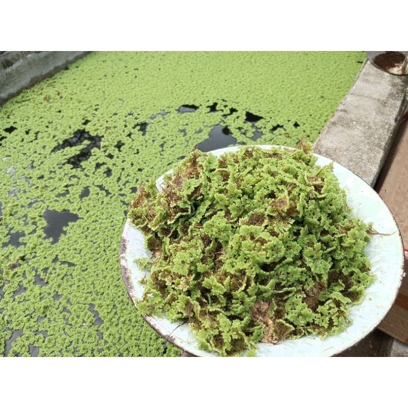 Benih atau bibit azolla original berkualitas
