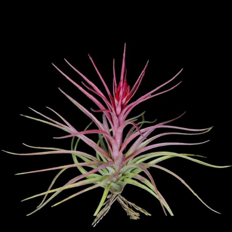 tillandsia brachycaulos x concolor air plant tanaman udara epifit