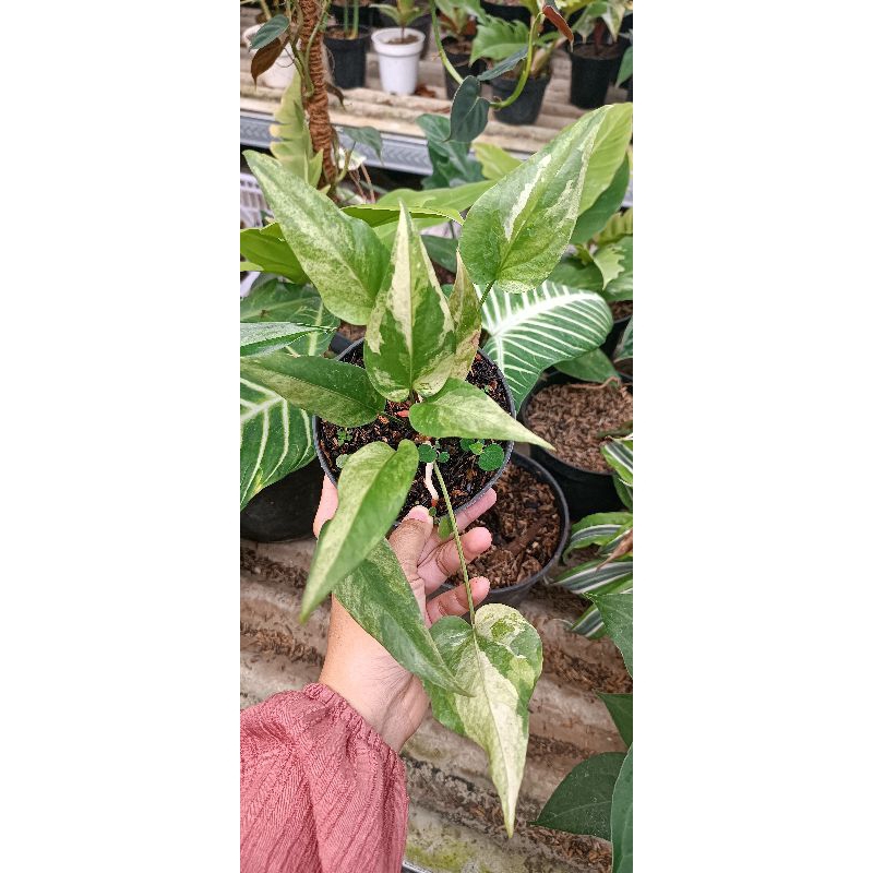 Anthurium hokeri var dan strawberry shake mature