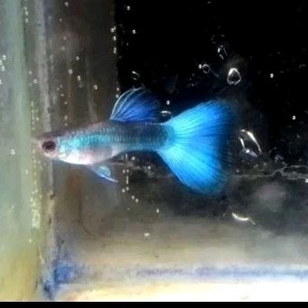 IKAN GUPPY BLUE DIAMOND
