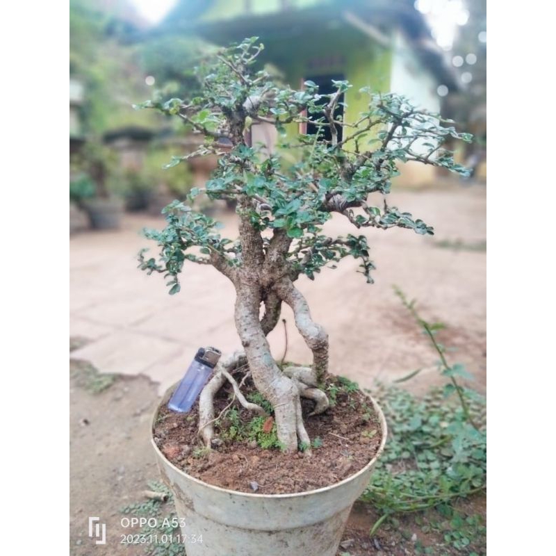 Bonsai hokiantea mikro buah medium berkarakter