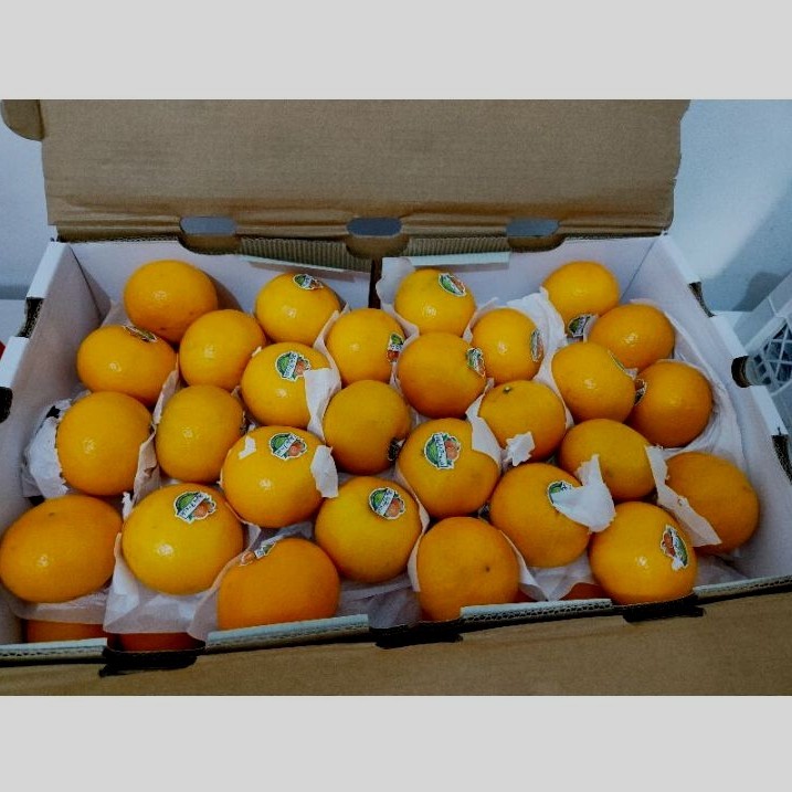 

Jeruk Wogan | Jeruk Wokam | Jeruk Mandarin | Orange | Citrus