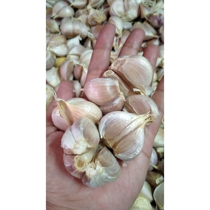 

Bawang Kating