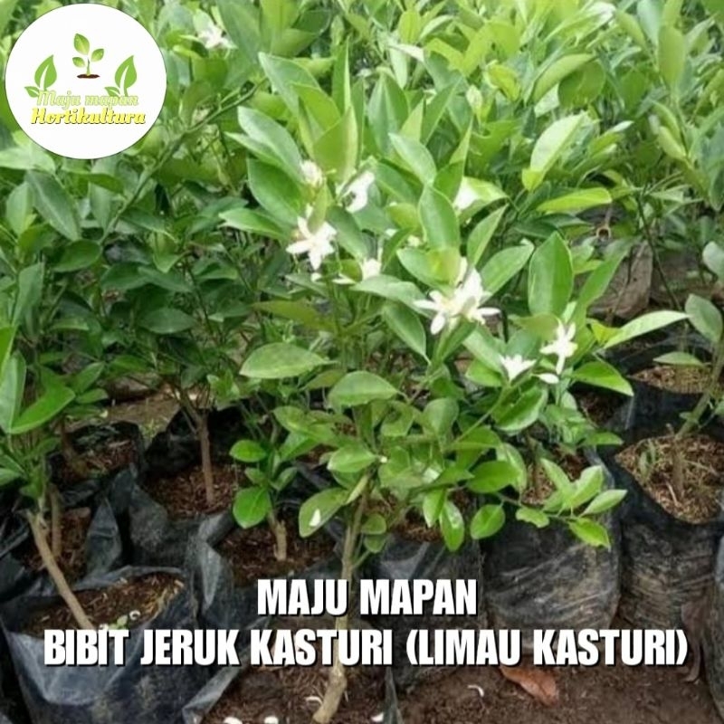 BIBIT JERUK KASTURI (LIMAU KASTURI) SUPER