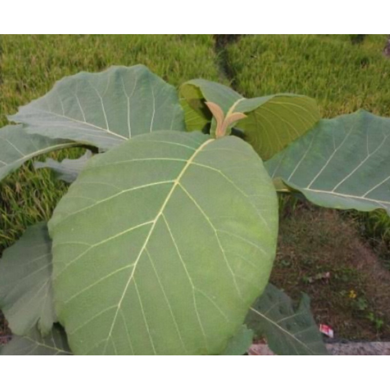 

Daun jati jawa segar 1 kg petik langsung-az