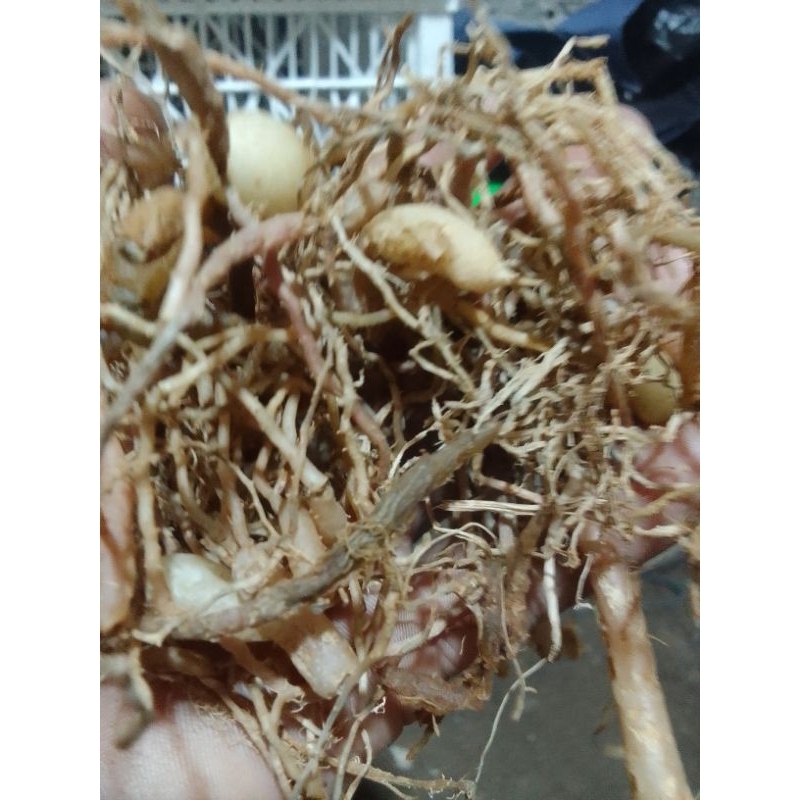 akar kunyit hitam kering 50g