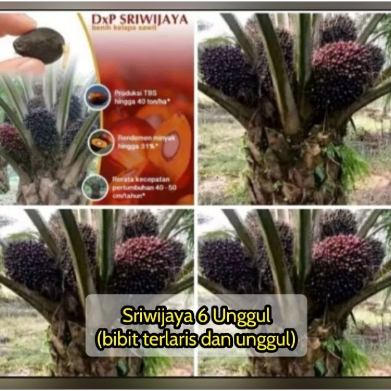 Benih bibit polong sawit DxP SRIWIJAYA 6 asli