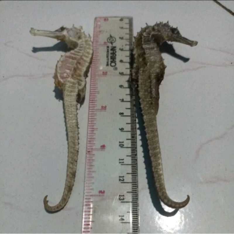 kuda Laut Kering ukuran JUMBO 11cm-15cm Original 100% (1pcs)