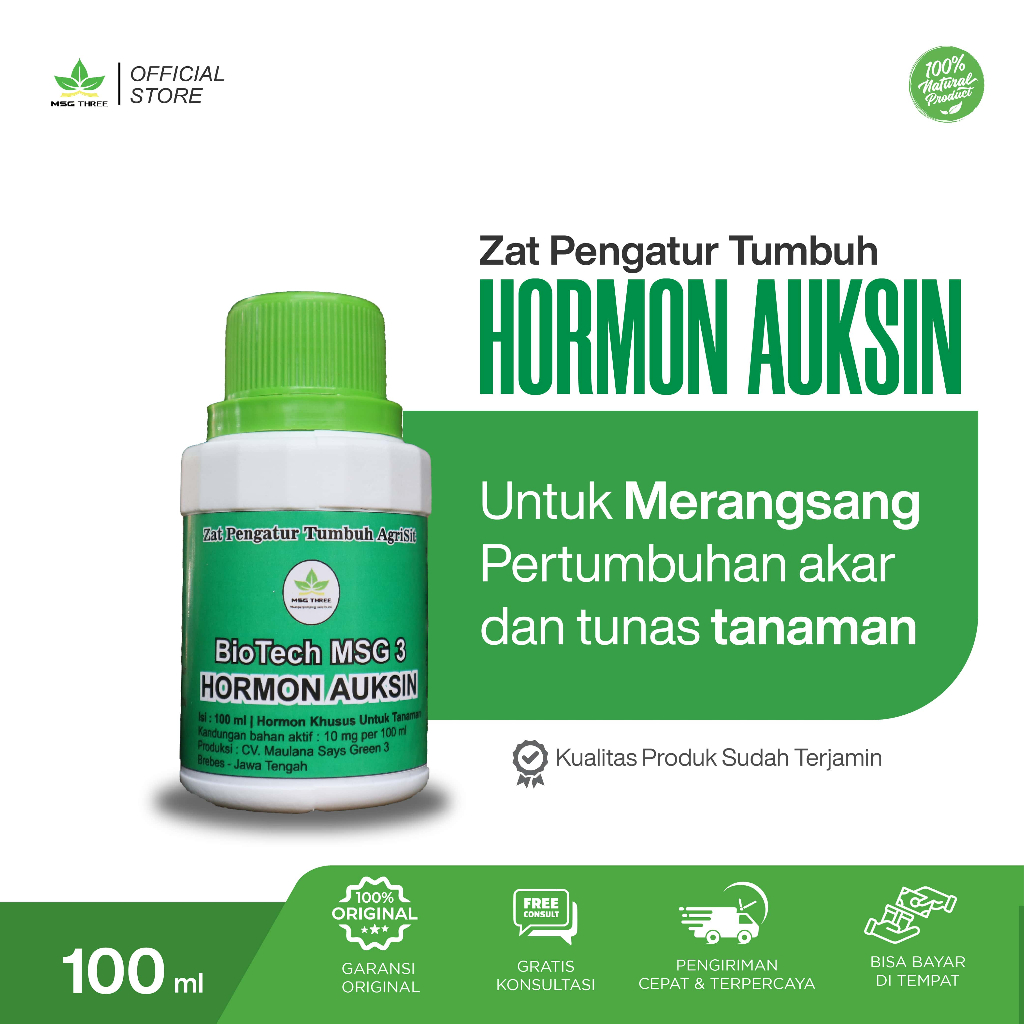 Hormon auksin