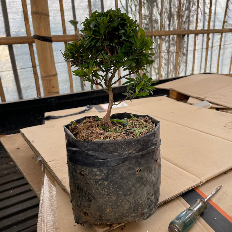 Bonsai pucuk merah