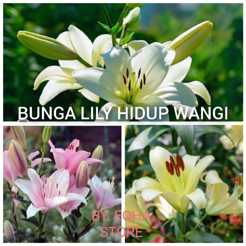 bunga lily hidup bunga potong segar 1 tangkai