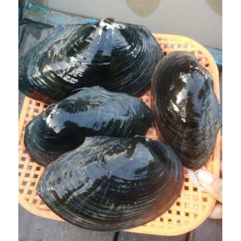 

KERANG KIJING TAIWAN HIDUP PER 1 PIC