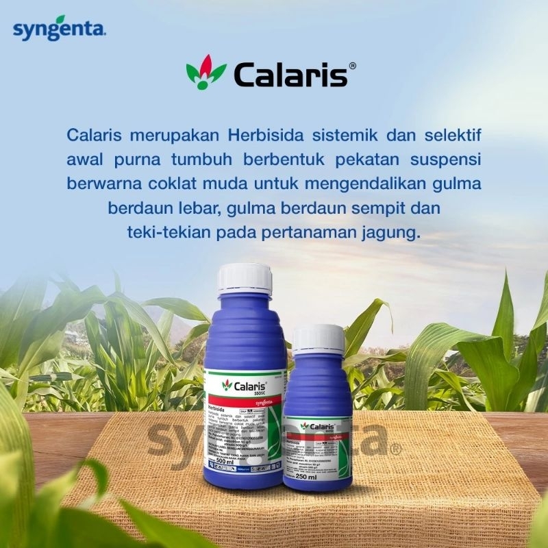 Herbisida Jagung Calaris