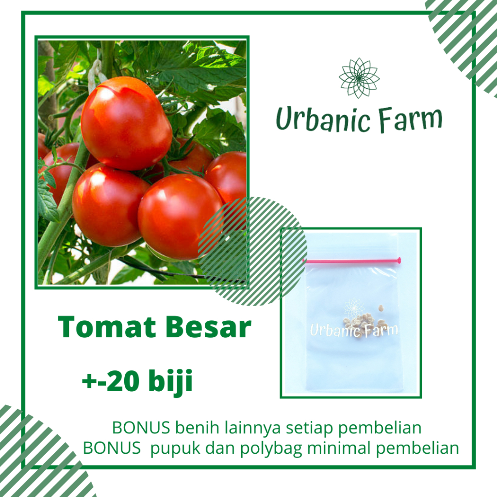 Benih Seribuan Tomat Besar Grandsakina F1 Bintang Asia