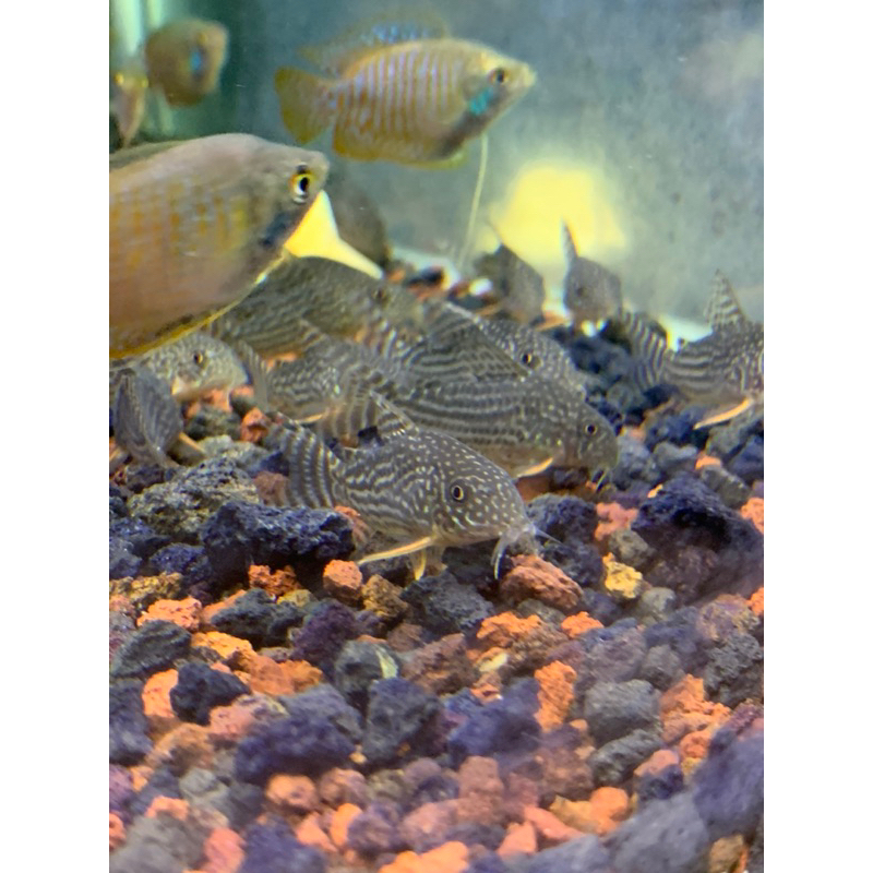CORYDORAS Sterbai