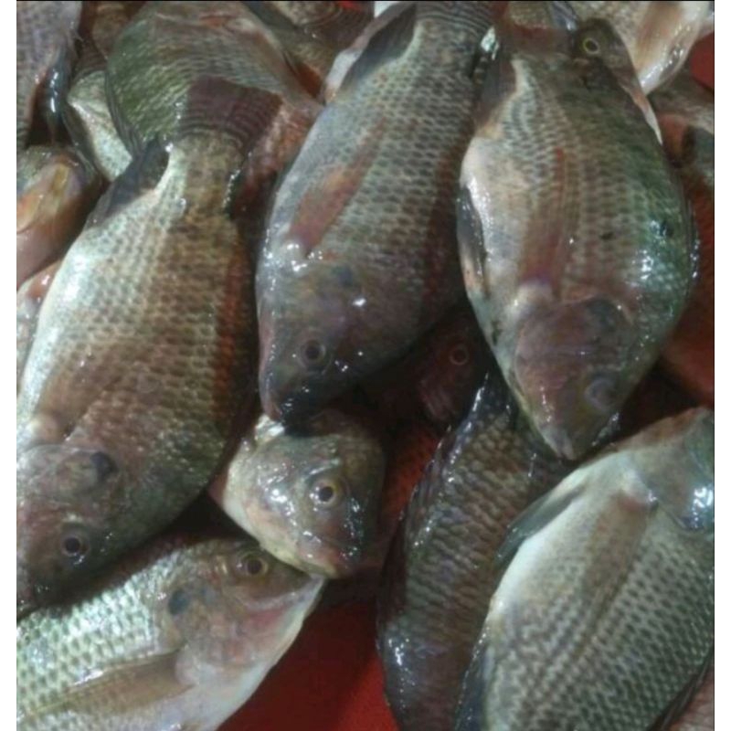 

Ikan nila bersih