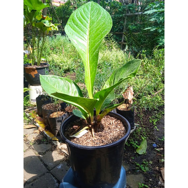 anthurium jemani jumbo Cobra catalog real pick